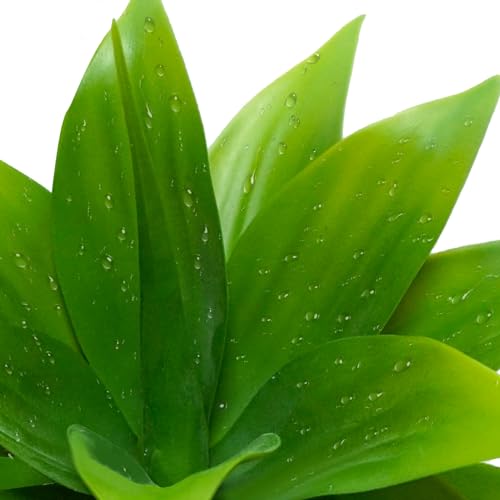 Agusbagli 2pcs Succulents Plants Artificial Aloe Plant, 14in Large Real Touch Succulents Unpotted Faux Agave Greenery Plants for DIY Home Wedding Garden Office Outdoor Decoration - color: Green