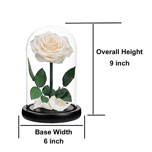 Preserved Roses White Roses Handmade Rose in Glass Dome, Preserved Flowers Never Withered Romantic Gifts for Her, Mother's Day, Birthday Gifts for Women (9 inch) - color: White, size: Large