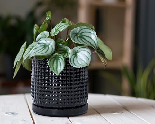 D'vine Dev 6 Inch Ceramic Beaded Stoneware Planter Pot - Flower Pot with Drainage Holes and Saucers for Indoor Succulent Plants or Flowers, Glossy Black, 27-C-X-2 - color: Glossy Black, size: 5.8 Inch