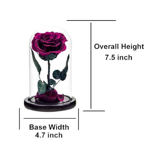 Preserved Roses Purple Roses in Glass Dome, Medium, Preserved Flowers for Women - color: Purple, size: Medium