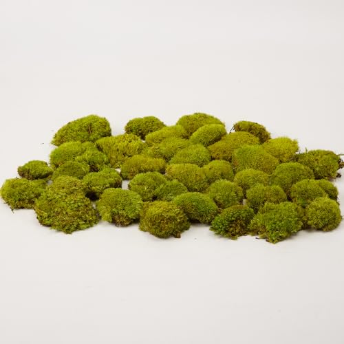 Preserved Pole Moss Pillow Bun Cushion Natural Decorative Real Natural Green DIY Kit Gardenning Art Wall Decor Florist Decor Easter Table Decor Wedding (1.5 sq.ft, Green-D) - color: Green-d, size: 1.5 sq.ft.