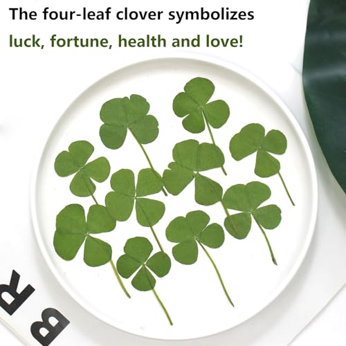 48 Pcs Mix Natural Dried Pressed 4 Leaf Clover for St Patricks Day Cake Decorating, Real Dry Flower for Lucky Jewelry Making (Four Leaf Clover) - color: Four Leaf Clover