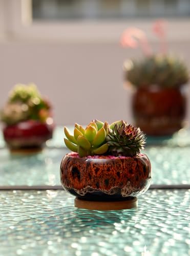 Cute Ceramic Succulent Garden Pots, Planter with Drainage and Attached Saucer, Set of 5 -Plants Not Included (Round+White Border) - color: Round+white Border