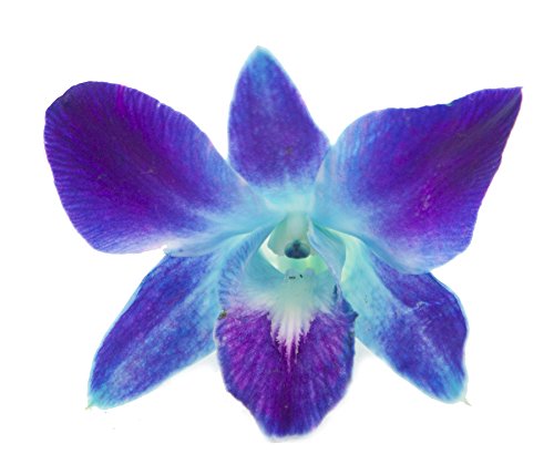 KaBloom - Exotic Sapphire Orchid Bouquet of Blue Orchids Without Vase - Fresh Flowers for Birthday, Valentine's & Mother's Day - color: Blue, size: 10 count, style: Without Vase