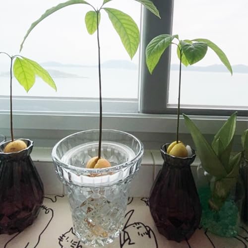 Thickened Glass Vase Embossed Big Base Large 6.1in Wide Mouth Rhombus Clear Vases Esmiome Bowl Bouquet Ribbed with a Hydroponic Baskets Vintage for Aquaponics Orchids Avocado Phalaenopsis Hyacinth