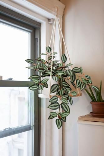 GnFlus Fake Hanging Plants, 20 Inch Artificial Ivy Plant in Ceramic Pot Faux Vine Potted for Home Bedroom Office Table Shef Indoor Outdoor Decor Desk (Green/Red) - color: Green/Red-ceramic Pot