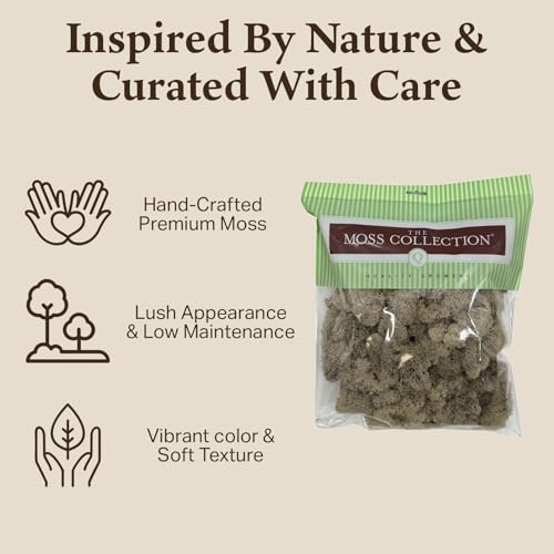 Preserved Reindeer Moss - Moss for Crafts, Home Decor, Art, Design & DIY Projects - Non-Toxic - USA Made (Natural, Medium) - color: Natural, size: Medium