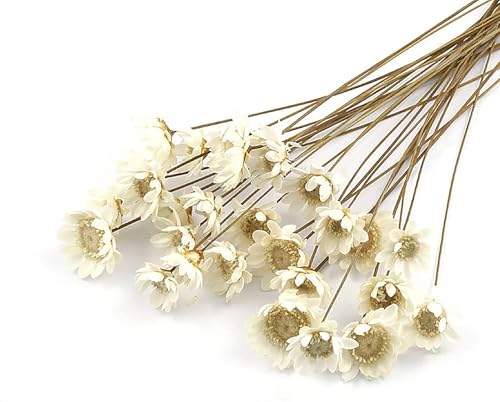 100 Stems Natural Dry Flowers Brazilian Small Star Daisy Decorative Dried Flowers Mini Daisy Chamomile Bouquet for Wedding Floral Arrangements Home Decorations (White) - color: White