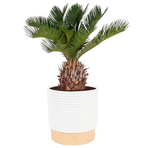 Costa Farms Live Sago Palm, Easy to Grow Live Indoor Plant, Houseplant in Plant Pot, Home and Room Decor, 1 Foot Tall - style: Palm, Medium (14-16 Inches Tall), in Decoarative Plant Pot