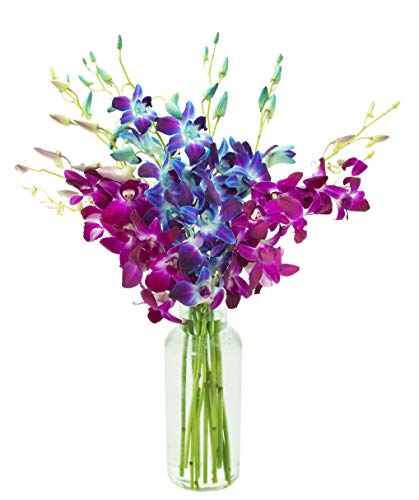 KaBloom - Midnight in the Tropics Bouquet of Blue and Purple Orchids from Thailand with Vase - Fresh Flowers for Birthday, Valentine's & Mother's Day - color: Blue and Purple, size: 10 count, style: With Vase