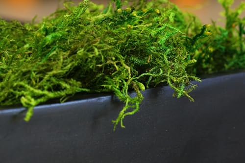 SuperMoss (25320) Forest Moss Preserved, Fresh Green, 2oz - color: Fresh Green, size: 80.75 in3 Bag (Appx. 2oz)