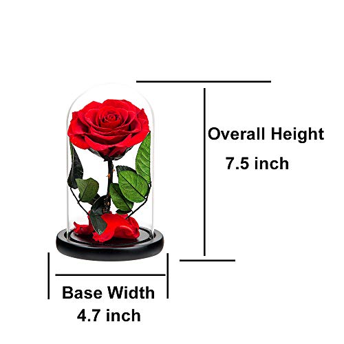 Preserved Roses Red Roses in Glass Dome, Medium, Preserved Flowers for Women - color: Red, size: Medium