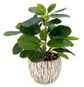 Artificial Potted Plants Life-Like Fake Plant with Farmhouse-Style Cement Planter Feturing Light Wood Tone for Room Bathroom Bedroom Kitchen Office Dese Coffee Table Décor (9inch) - size: Ficus 9inch