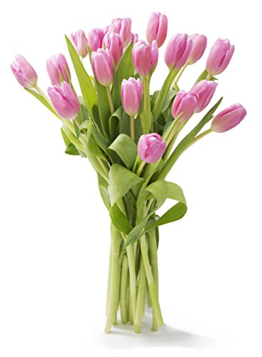 KaBloom PRIME NEXT DAY DELIVERY - Bouquet of 20 Pink TulipDirect Fresh.Gift for Birthday, Sympathy, Anniversary, Get Well, Thank You, Valentine, Mother’s Day Fresh Flowers - color: Pink, size: 20, style: Without Vase