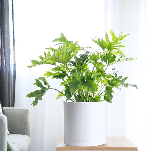 D'vine Dev 2 Pack 10 Inch Modern Plastic Plant Pots, Cylindrical Garden Planters for Plants with Drainage Holes and Saucers, White, 74-Z-N-1 - size: 10"