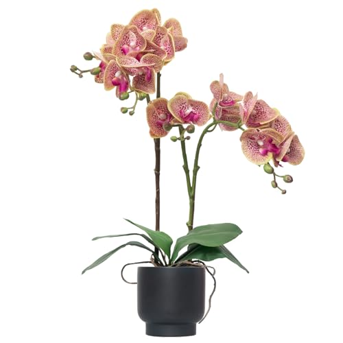 CXGS Orchids Artificial Flowers Real Touch Fake Flowers in Ceramic Pot 20" Purple Dapple Faux Orchid Plant Lifelike Silk Phalaenopsis for Centerpiece Hotel Home Indoor Decor - color: Purple Dapple- Black Vase