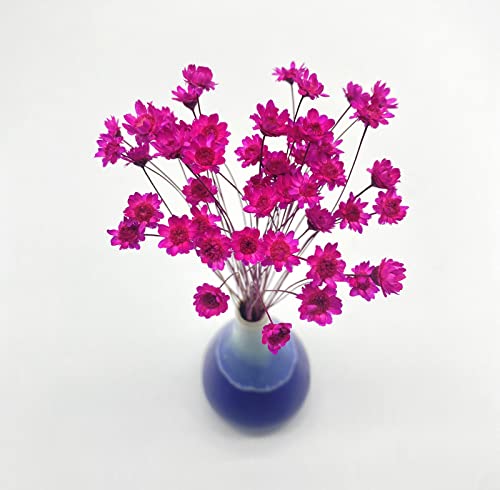 100 Stems Natural Dry Flowers Brazilian Small Star Daisy Decorative Dried Flowers Mini Daisy Chamomile Bouquet for Wedding Floral Arrangements Home Decorations (Red) - color: Red