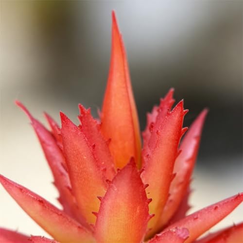 Artificial Succulent Plants in Pot - 1Pcs Small Aloe Vera Red Realistic Fake Potted Succulents for Home Decor, Desk, Office, Bathroom, Windowsill - Indoor Houseplant for Bedroom, Kitchen, Shelf - color: Small Aloe Vera Red