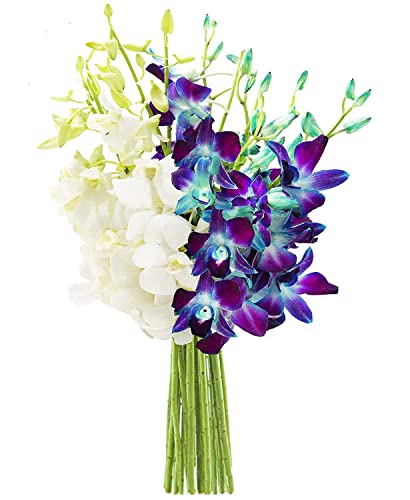 KaBloom Flowers - Denali Collection : Bouquet of 10 Blue and 10 White Orchid Gift for Birthday, Sympathy, Anniversary, Get Well, Thank You, Valentine, Mother’s Day Flowers - color: Blue and White, size: 20 count, style: Without Vase