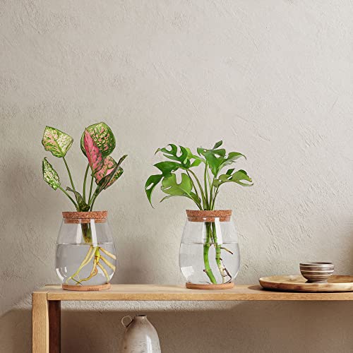2 Pcs Propagation Vases, Tabletop Plant Terrarium for Propagating Hydroponic, Glass Terrarium Vase Jars, Home Kitchen Decorations and Gifts for Plant Lovers - size: 4.2" L x 4.2" W x 5.2"H