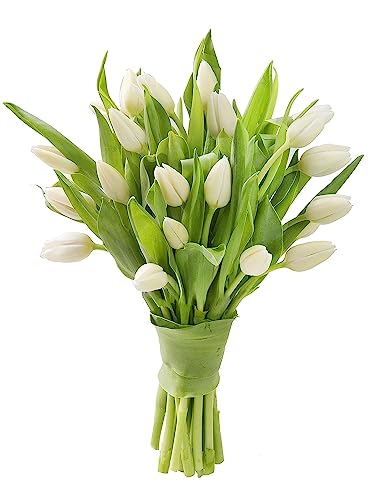 KaBloom PRIME NEXT DAY DELIVERY : Fall Collection - Bouquet of 10 White Tulips without vase Gift for Birthday, Sympathy, Anniversary, Get Well, Thank You, Valentine, Mother’s Day Flowers - color: White, size: 10, style: Without Vase
