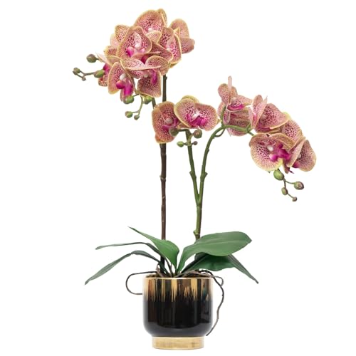 CXGS Orchids Artificial Flowers Real Touch Fake Flowers in Ceramic Pot 20" Purple Dapple Faux Orchid Plant Lifelike Silk Phalaenopsis for Centerpiece Hotel Home Indoor Decor - color: Purple Dapple- Black Gold Vase