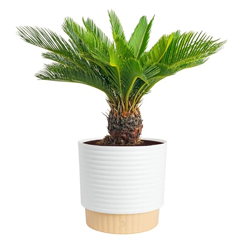 Costa Farms Sago Palm Live Plant in Decorative Pot, Easy to Maintain Large Indoor Houseplant, Perfect for Home, Room, or Office Decor, Great House Warming or Birthday Gift, 2-3 Feet Tall - style: Palm, Large (2-3 Feet Tall), in Decorative Plant Pot
