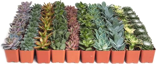 Shop Succulents Assorted Succulent Plant Pack Collection - Live Mini Succulent Plants, Low Maintenance, Mixture of Colors & Textures - Wedding and Party Favors, Gift & Garden - size: 64 Pack