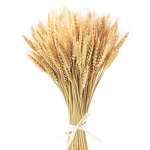 Uieke 17.7 Inches Dried Wheat Stalks, 100 Stems Dried Flowers 100% Natural Wheat for Home Kitchen Wedding Party Table Centerpiece Harvest Wreath Boho Farmhouse DIY Decoration - color: 100 Pcs