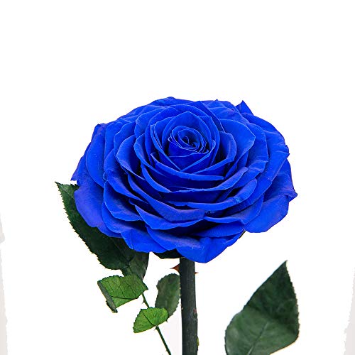 Preserved Roses Handmade Rose in Glass Dome, Preserved Flowers Never Withered Romantic Gifts for Her, Mother's Day, Birthday Gifts for Women (9 inch, Blue) - color: Royal Blue, size: Large