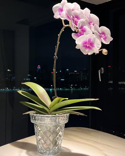 Thickened Glass Vase Embossed Big Base Large 6.1in Wide Mouth Rhombus Clear Vases Esmiome Bowl Bouquet Ribbed with a Hydroponic Baskets Vintage for Aquaponics Orchids Avocado Phalaenopsis Hyacinth