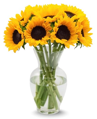 Stargazer Barn 10 Stem Sunflower Bouquet - Fresh Cut Flower Delivery, Hand-Tied in the USA, Gift for Birthday, Anniversary, Sympathy or Home Decor - Vase Not Included - color: Yellow
