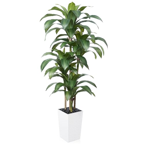 VeriNatural 6FT Artificial Dracaena Tree - UV Resistant Faux Tropical Plant, Potted Fake Tree with Taper Planter & Pebbles - Indoor Outdoor Greenery for Home, Porch, Living Room, Bedroom Decor, VN127 - color: White, size: 6ft