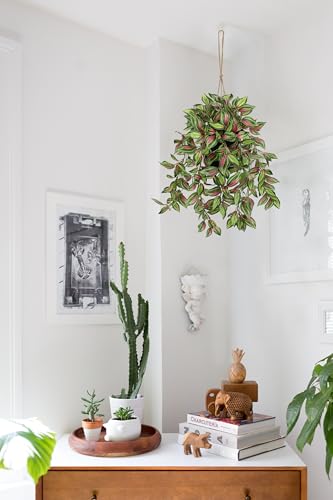 Briful Artificial Hanging Plants in Black Pot 17.7" Lifelike Trailing Faux Watermelon Peperomia Silk Plant with Cascading Greenery Fake Hanging Greenery for Indoor & Outdoor Home Garden Décor - color: Red Green