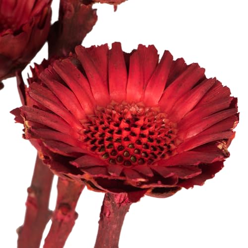 Vickerman 8-12" Red Rosette Compacta - Sleeved 5 Stems, Dried - color: Red