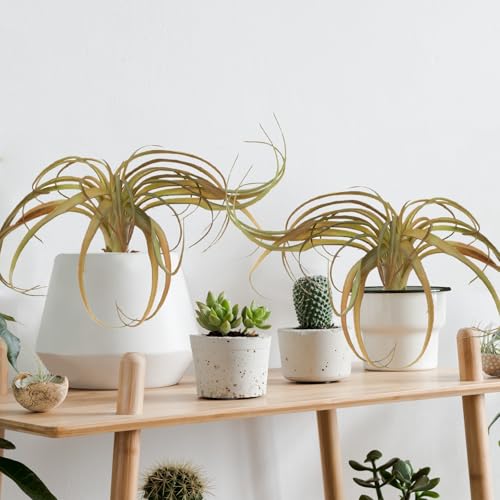 uxcell 1Pcs Artificial Succulent Plants Fake Pineapple Grass, 8 Inch Large Faux Succulents Unpotted Real Touch for DIY Home Wedding Garden Office Outdoor Decor, Green/Red Brown - color: Green/Red Brown