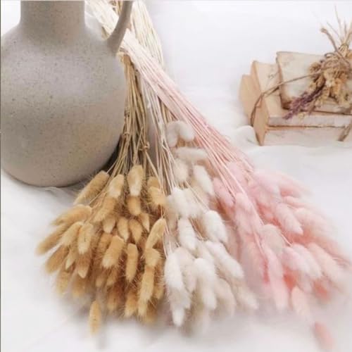 Bunny Tails Dried Flowers 100pcs Dried Pampass Grass Decor Bunny Tail Floral Stems 17 Inch Dried Flowers for Boho Decor Home Wedding Decoration Plants (White) - color: White