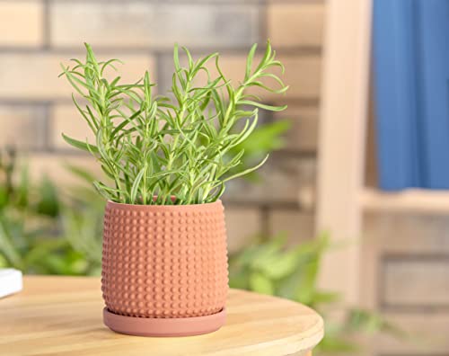 D'vine Dev 4 Inch Terracotta Beaded Planter Pot - Flower Pot with Drainage Holes and Saucers for Indoor Succulent Plants or Flowers,Terracotta, 27-C-Z-7 - color: Terracotta, size: 4.3 Inch