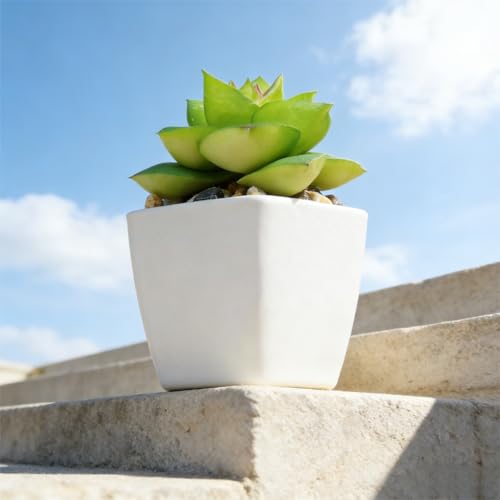 Artificial Succulent Plants in Pot - 1Pcs Small Wakame Realistic Fake Potted Succulents for Home Decor, Desk, Office, Bathroom, Windowsill - Indoor Houseplant for Bedroom, Kitchen, Shelf - color: Small Wakame
