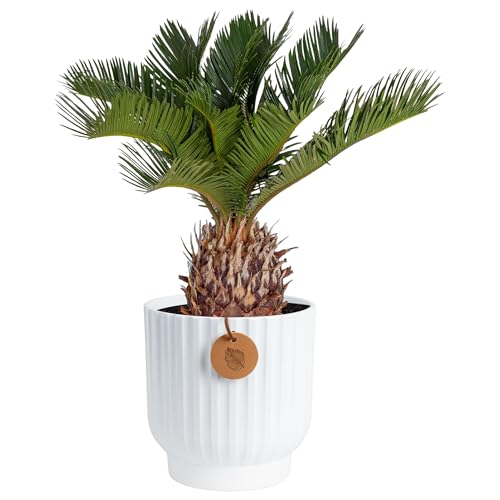 Costa Farms Live Sago Palm, Easy to Grow Live Indoor Plant, Houseplant in Decorative Pot, Home and Room Decor, 1 Foot Tall - style: Palm, Medium (14-16 Inches Tall), in Modern Décor Planter