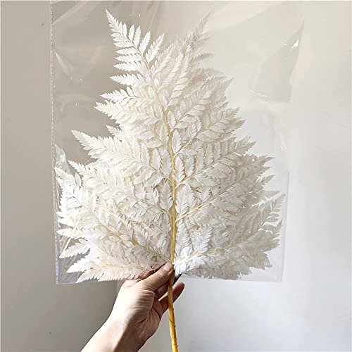 Preserved Real Ferns Dried Fern Tips Stems Wedding Garlands Home Decorations Bouquets Flower Arrangements Wall Hanging Dried (White)(10 Stems) - color: White-f-10