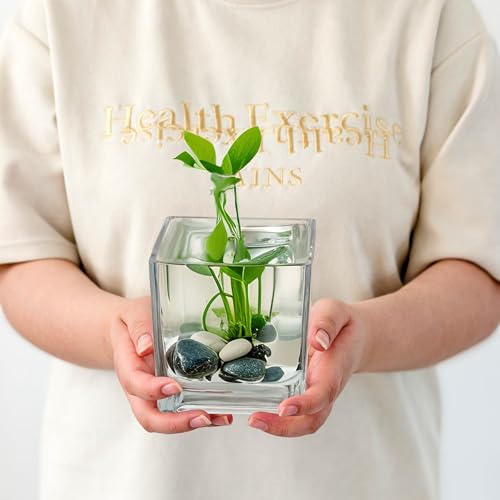 Set of 6 Square Glass Vases for Centerpieces – 5in x 5in x 5in Clear Short Flower Vase, Plant Terrariums, or Candle Holders for Wedding Centerpieces, Office Decor, Home Décor, Parties - size: 5in-6pcs
