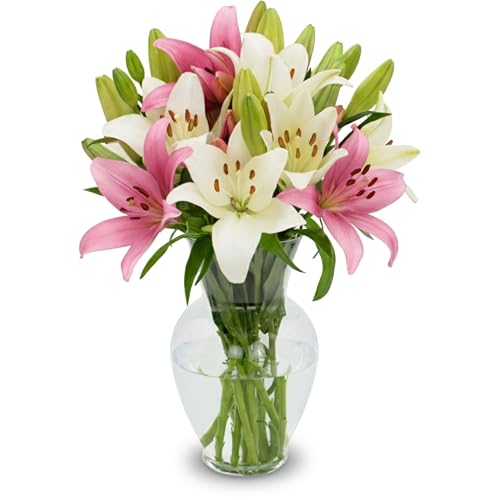 Stargazer Barn 10 Stem Pink & White Lily Bouquet - Fresh Cut Flower Delivery, Hand-Tied in the USA, Gift for Birthday, Anniversary, Sympathy or Home Decor - Vase Not Included - color: Pink/White