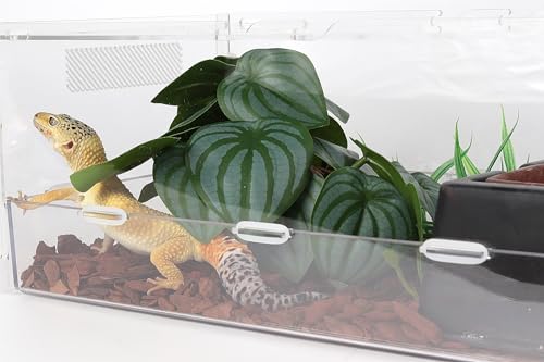 Reptile Plants for Terrarium, Ball Python Tank Decor Accessories fit Bearded Dragon Crested Leopard Gecko Lizard Chameleon Snake Frog Tortoise Hermit Crab - Fake Calathea Orbifolia - color: G-fake Calathea Orbifolia