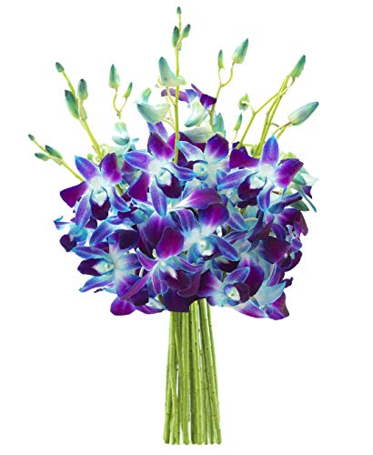 KaBloom - 10 Blue Dendrobium Orchis Direct Fresh without vase - Fresh Flowers for Birthday, Valentine's & Mother's Day - color: Blue Orchid, style: Without Vase