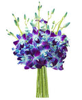 KaBloom - 10 Blue Dendrobium Orchis Direct Fresh without vase - Fresh Flowers for Birthday, Valentine's & Mother's Day - color: Blue Orchid, style: Without Vase