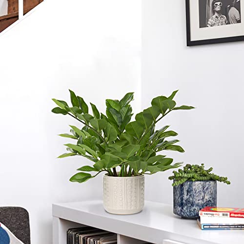 Briful Faux Plants Indoor 17" Artificial ZZ Plants in Ceramic Pot Fake Potted Zamioculcas Silk Plants for Home Table Decor Bedroom Aesthetic (1Pack) - color: Faux Plants With Ceramic Pot