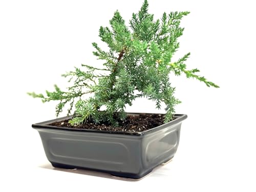 6" Juniper Bonsai Tree Live Indoor Outdoor Houseplant Real Ceramic Pot