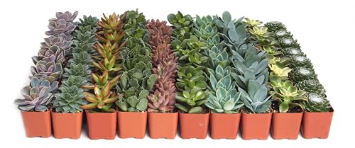 Shop Succulents Assorted Succulent Plant Pack Collection - Live Mini Succulent Plants, Low Maintenance, Mixture of Colors & Textures - Wedding and Party Favors, Gift & Garden, Pack of 32 - size: 32 Pack