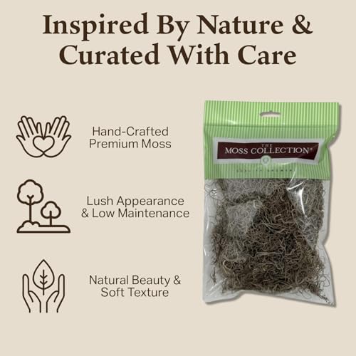 Preserved Spanish Moss - Decorative Dried Moss for Crafts, Home Decor, Art, Design & DIY Projects - for Indoor Use - Natural - Medium Size - color: Natural, size: Medium
